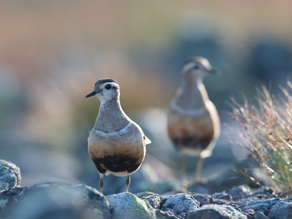 Keräkurmitsa, Eurasian Dotterel, Charadrius morinellus