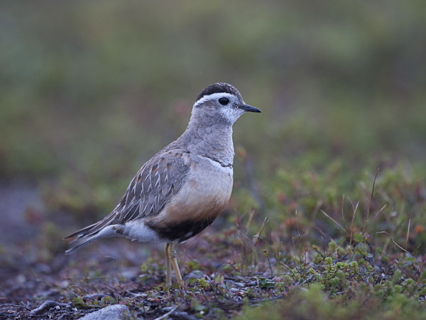 Keräkurmitsa, Eurasian Dotterel, Charadrius morinellus