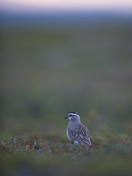 Keräkurmitsa, Eurasian Dotterel, Charadrius morinellus