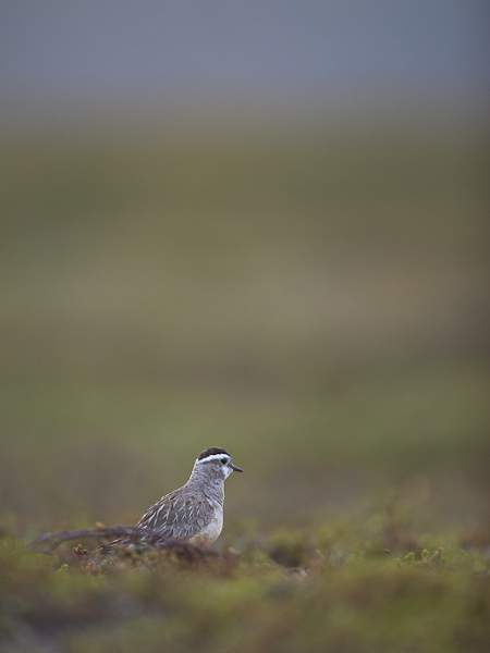 Keräkurmitsa, Eurasian Dotterel, Charadrius morinellus