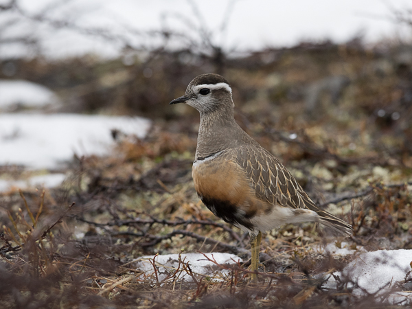 Keräkurmitsa, Eurasian Dotterel, Charadrius morinellus