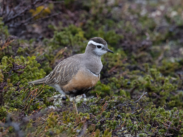 Keräkurmitsa, Eurasian Dotterel, Charadrius morinellus