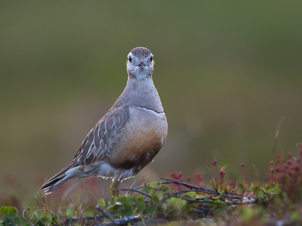 Keräkurmitsa, Eurasian Dotterel, Charadrius morinellus