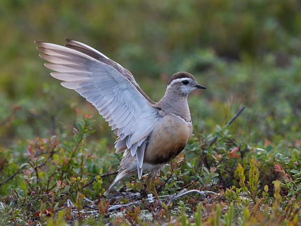 Keräkurmitsa, Eurasian Dotterel, Charadrius morinellus