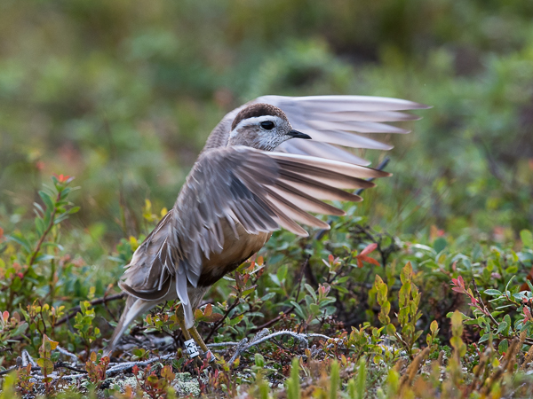 Keräkurmitsa, Eurasian Dotterel, Charadrius morinellus