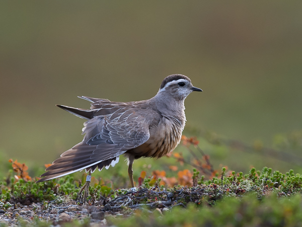 Keräkurmitsa, Eurasian Dotterel, Charadrius morinellus