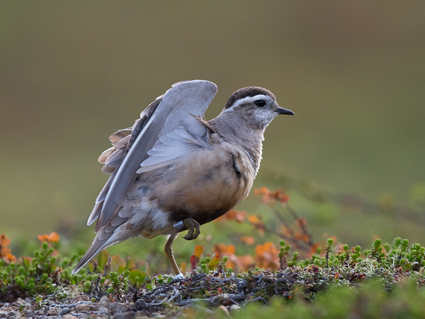 Keräkurmitsa, Eurasian Dotterel, Charadrius morinellus