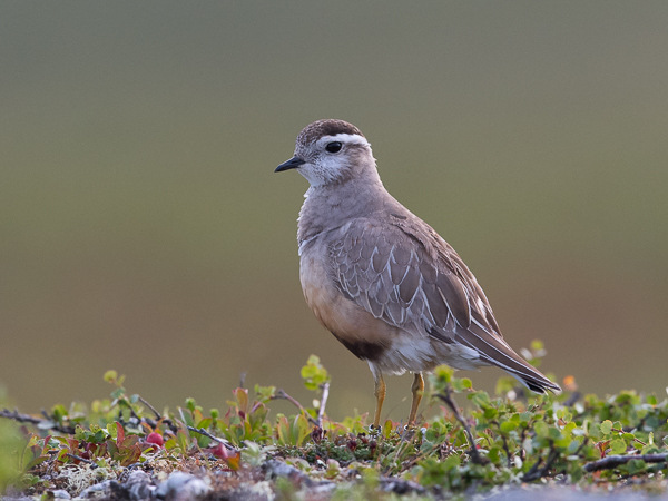 Keräkurmitsa, Eurasian Dotterel, Charadrius morinellus