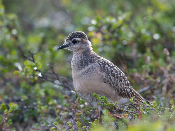 Keräkurmitsa, Eurasian Dotterel, Charadrius morinellus