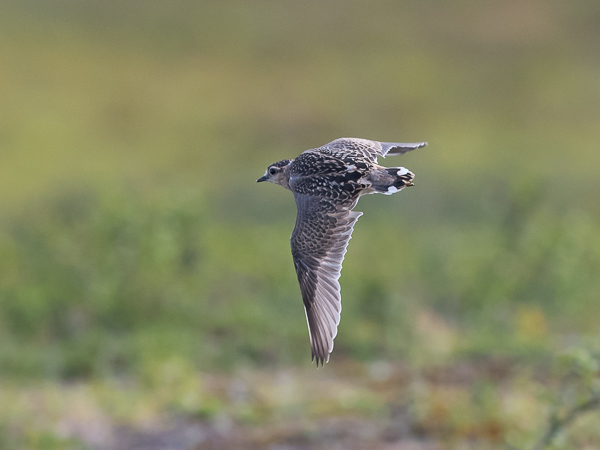 Keräkurmitsa, Eurasian Dotterel, Charadrius morinellus