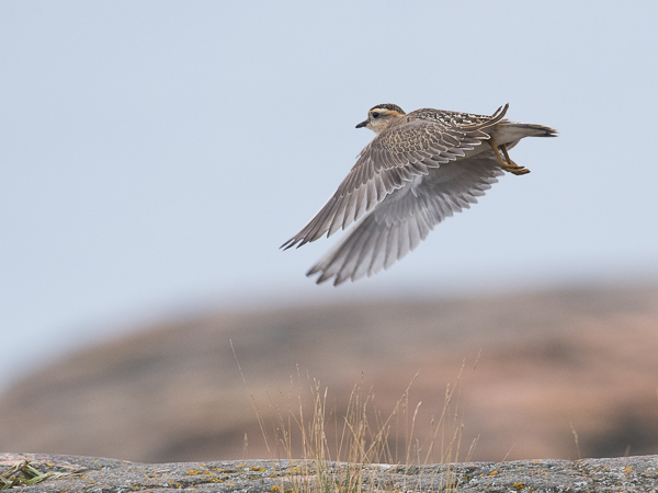 Keräkurmitsa, Eurasian Dotterel, Charadrius morinellus