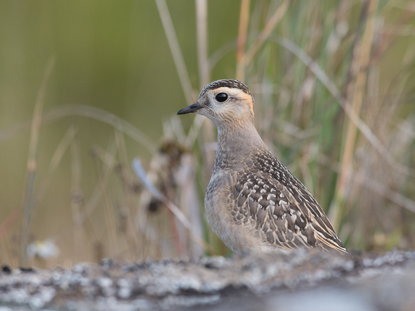 Keräkurmitsa, Eurasian Dotterel, Charadrius morinellus