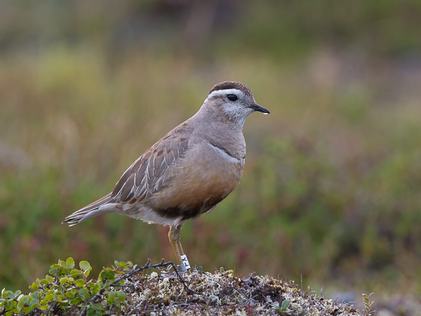 Keräkurmitsa, Eurasian Dotterel, Charadrius morinellus