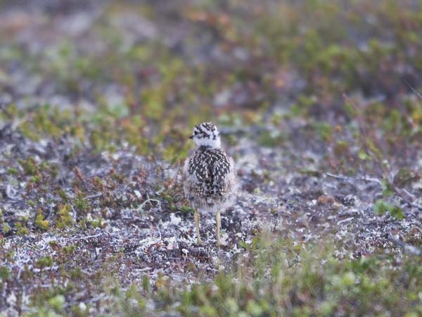 Keräkurmitsa, Eurasian Dotterel, Charadrius morinellus