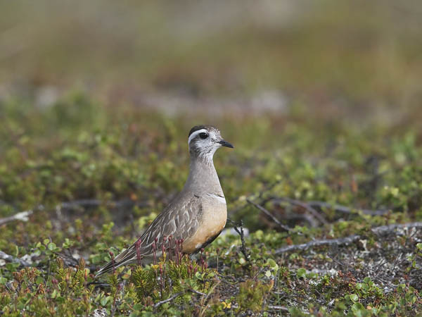 Keräkurmitsa, Eurasian Dotterel, Charadrius morinellus