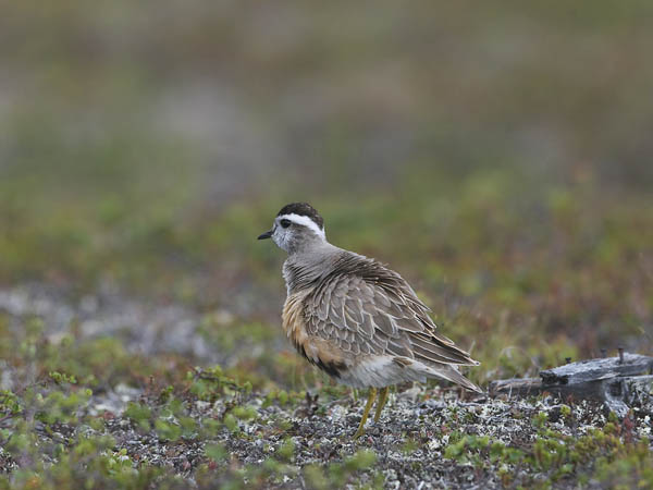 Keräkurmitsa, Eurasian Dotterel, Charadrius morinellus
