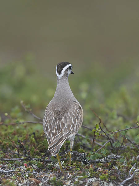 Keräkurmitsa, Eurasian Dotterel, Charadrius morinellus