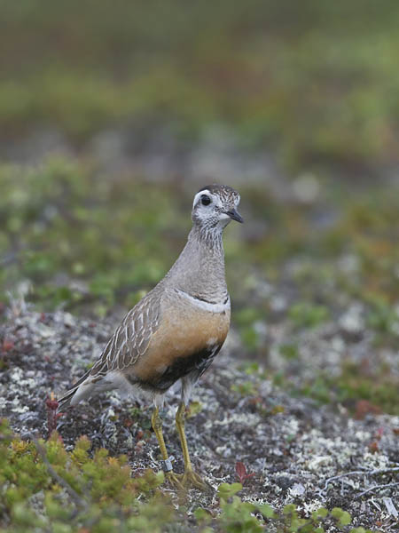 Keräkurmitsa, Eurasian Dotterel, Charadrius morinellus