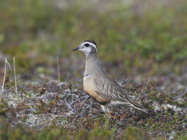 Keräkurmitsa, Eurasian Dotterel, Charadrius morinellus
