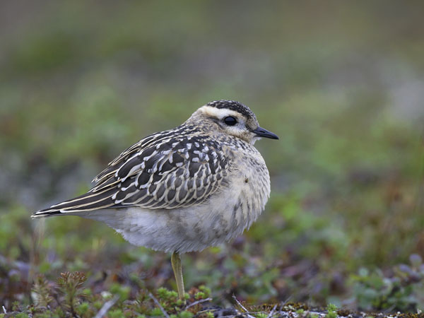 Keräkurmitsa, Eurasian Dotterel, Charadrius morinellus