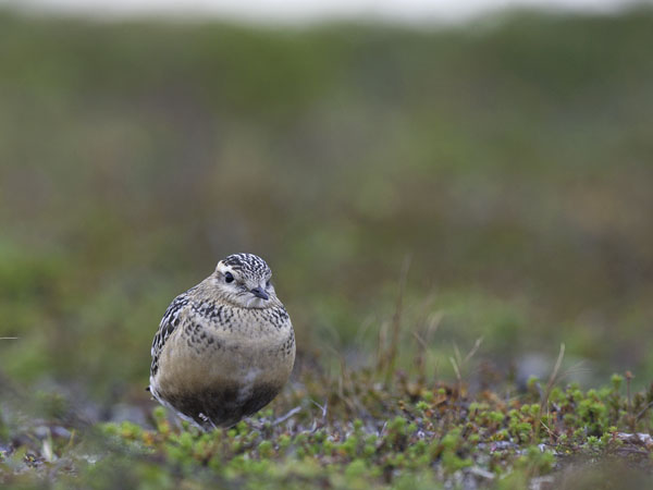 Keräkurmitsa, Eurasian Dotterel, Charadrius morinellus