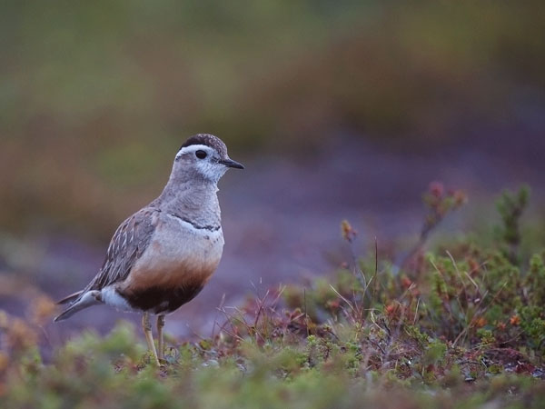 Keräkurmitsa, Eurasian Dotterel, Charadrius morinellus