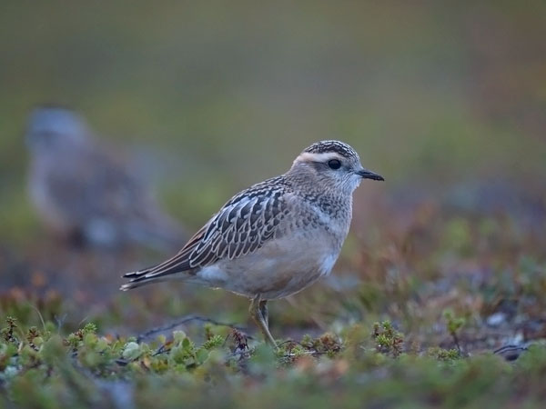 Keräkurmitsa, Eurasian Dotterel, Charadrius morinellus