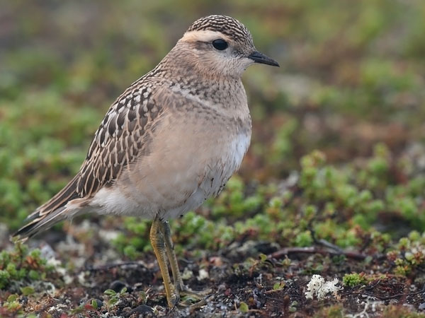 Keräkurmitsa, Eurasian Dotterel, Charadrius morinellus