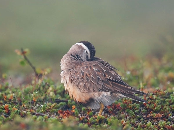 Keräkurmitsa, Eurasian Dotterel, Charadrius morinellus