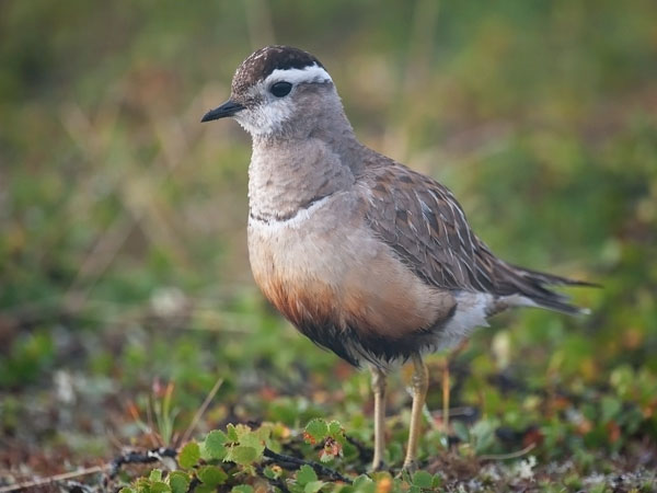 Keräkurmitsa, Eurasian Dotterel, Charadrius morinellus