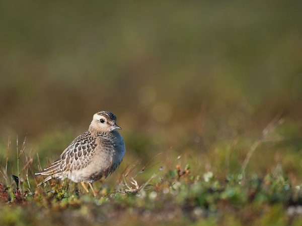 Keräkurmitsa, Eurasian Dotterel, Charadrius morinellus