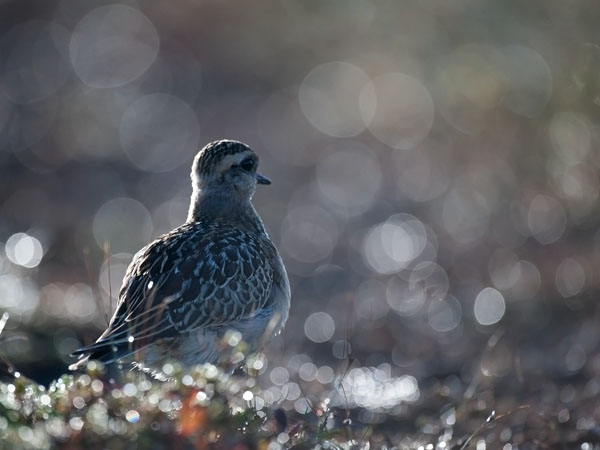Keräkurmitsa, Eurasian Dotterel, Charadrius morinellus