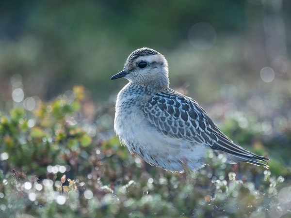 Keräkurmitsa, Eurasian Dotterel, Charadrius morinellus