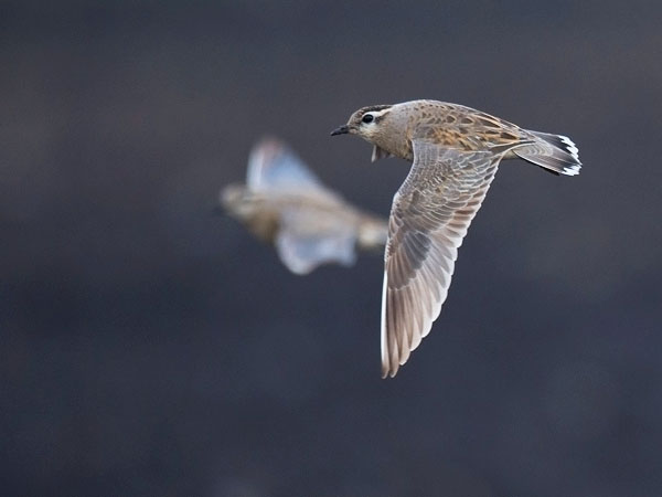Keräkurmitsa, Eurasian Dotterel, Charadrius morinellus