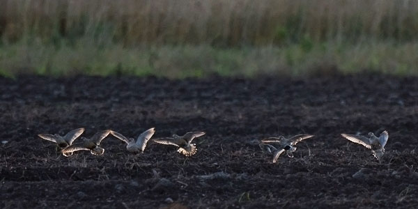 Keräkurmitsa, Eurasian Dotterel, Charadrius morinellus