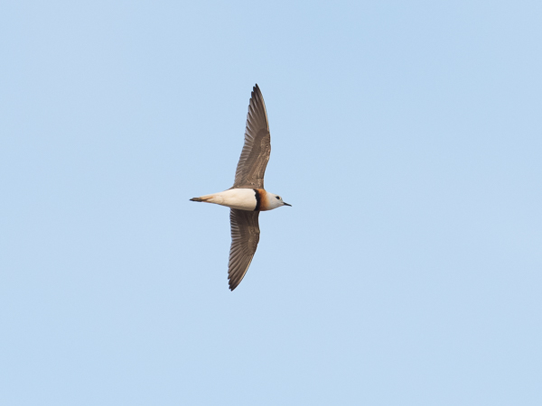 Gobintylli, Oriental Plover, Charadrius veredus
