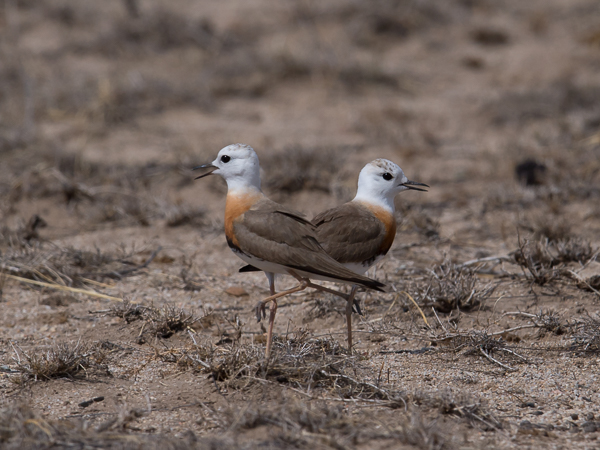 Gobintylli, Oriental Plover, Charadrius veredus