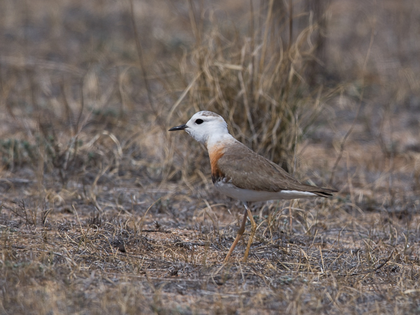Gobintylli, Oriental Plover, Charadrius veredus