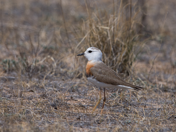 Gobintylli, Oriental Plover, Charadrius veredus