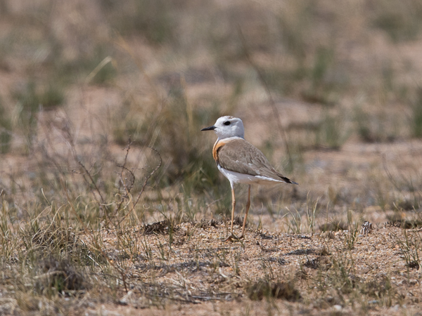 Gobintylli, Oriental Plover, Charadrius veredus
