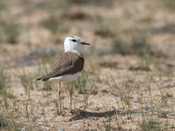 Gobintylli, Oriental Plover, Charadrius veredus