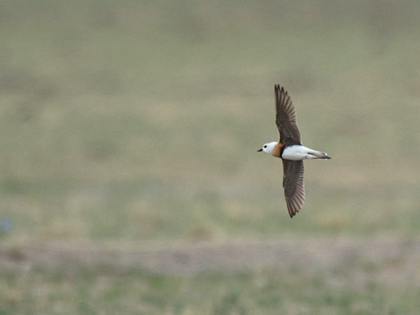 Gobintylli, Oriental Plover, Charadrius veredus