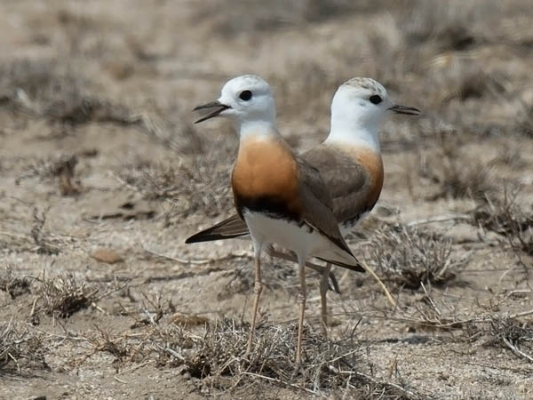 Gobintylli, Oriental Plover, Charadrius veredus