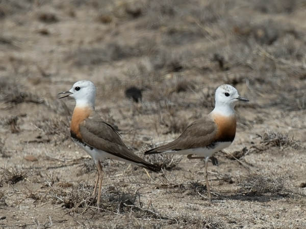 Gobintylli, Oriental Plover, Charadrius veredus