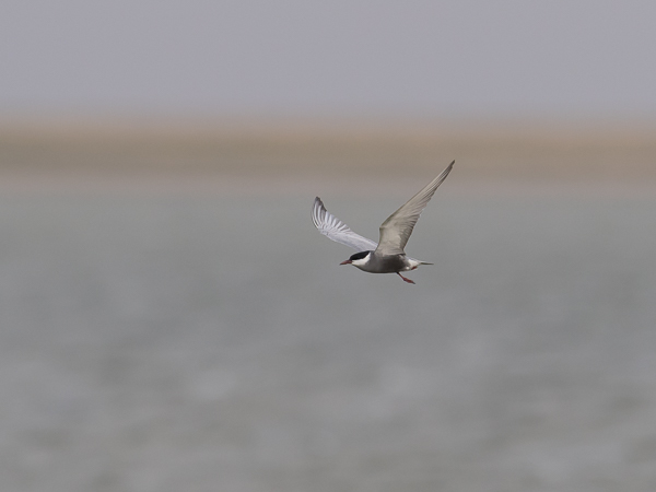 Valkoposkitiira, Whiskered Tern, Chlidonias hybrida