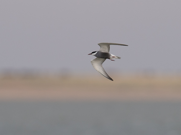 Valkoposkitiira, Whiskered Tern, Chlidonias hybrida