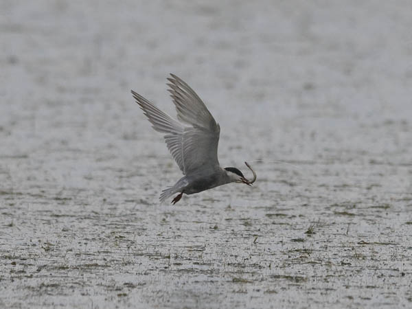 Valkoposkitiira, Whiskered Tern, Chlidonias hybrida
