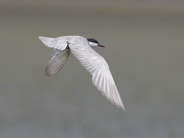 Valkoposkitiira, Whiskered Tern, Chlidonias hybrida