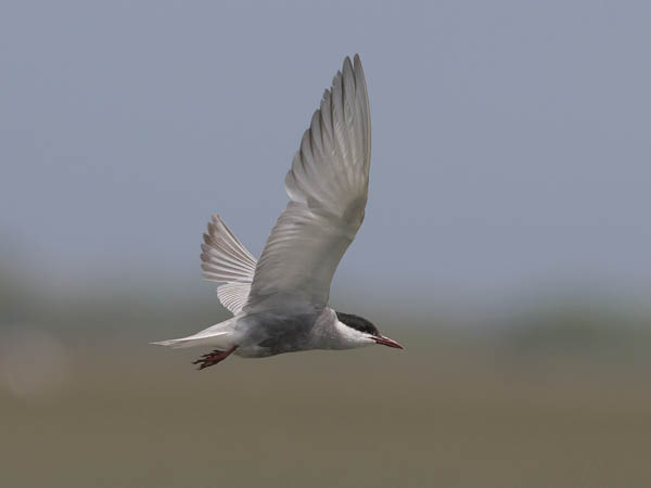 Valkoposkitiira, Whiskered Tern, Chlidonias hybrida