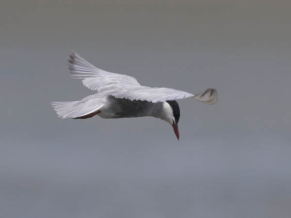 Valkoposkitiira, Whiskered Tern, Chlidonias hybrida